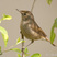 Blyth's Reed-Warbler